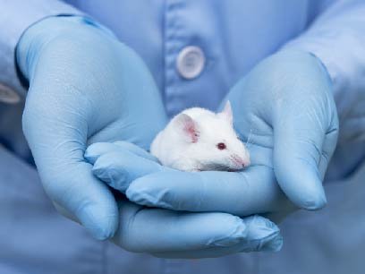Can 3D Cell Culture replace animal models?