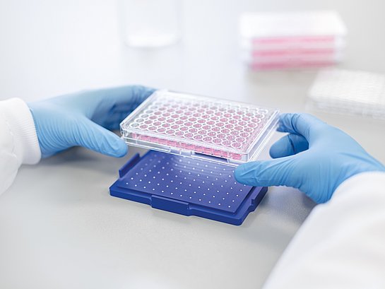 Keyvisual 3d cell culture. Greiner Bio-One Webinars